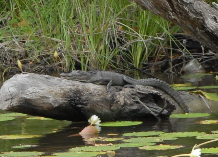Happy local sun bathing crocs are quite common in Belize